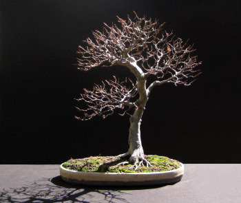beech bonsai